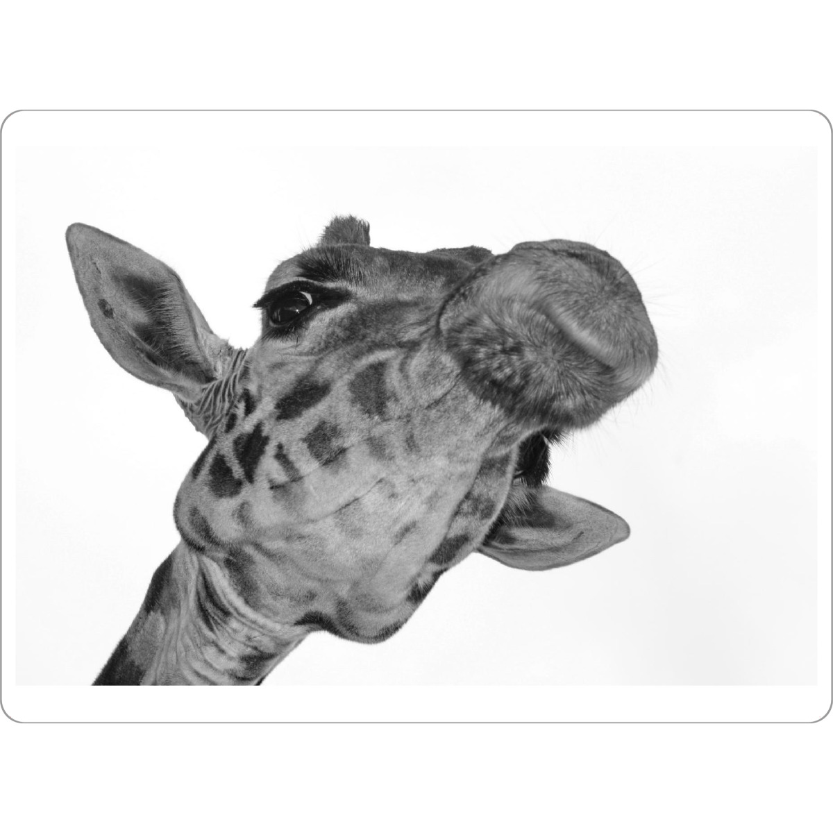 Tischset "Giraffen Selfie" artboxONE - Tiere,Schwarzweiß - Giraffe - Bild giraffe