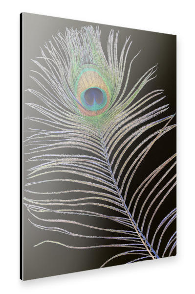 Alu-Dibond "Pfauenauge Feder solar" 30x20 cm artboxONE