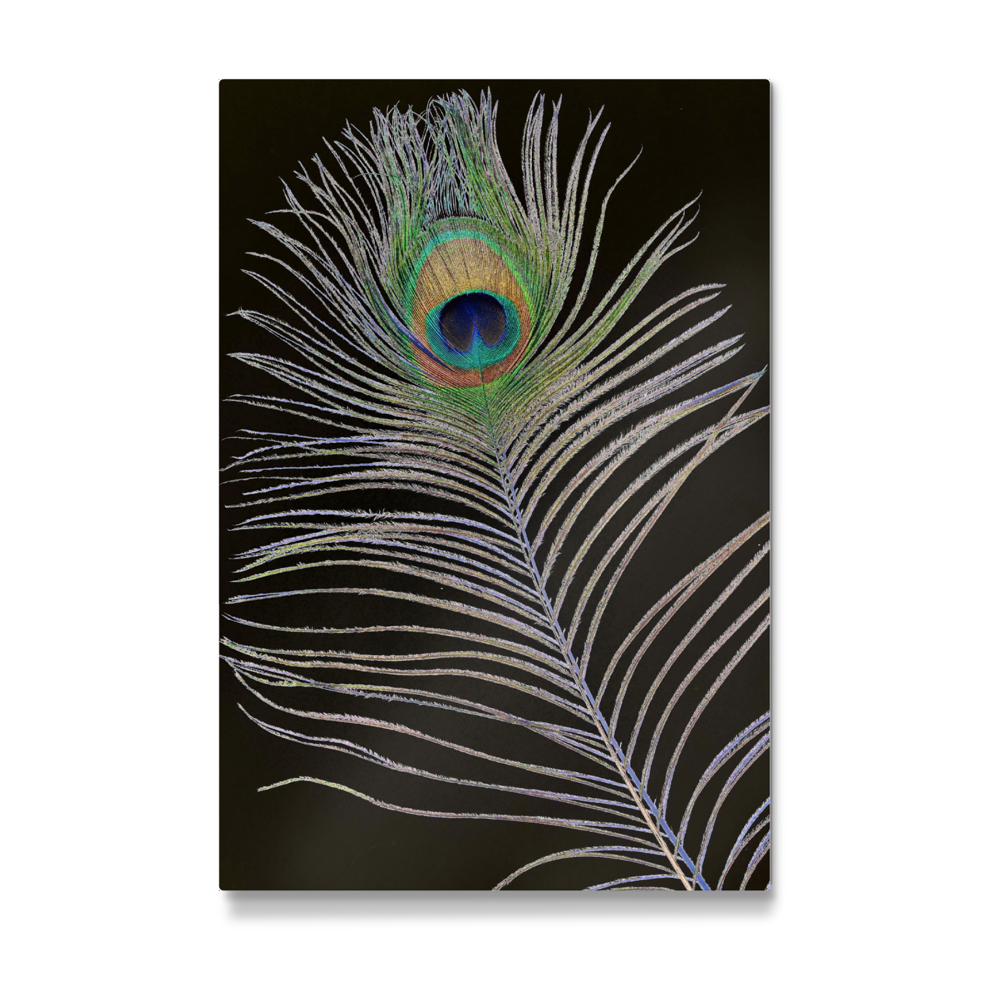 Galerie-Print "Pfauenauge Feder solar" 30x20 cm artboxONE