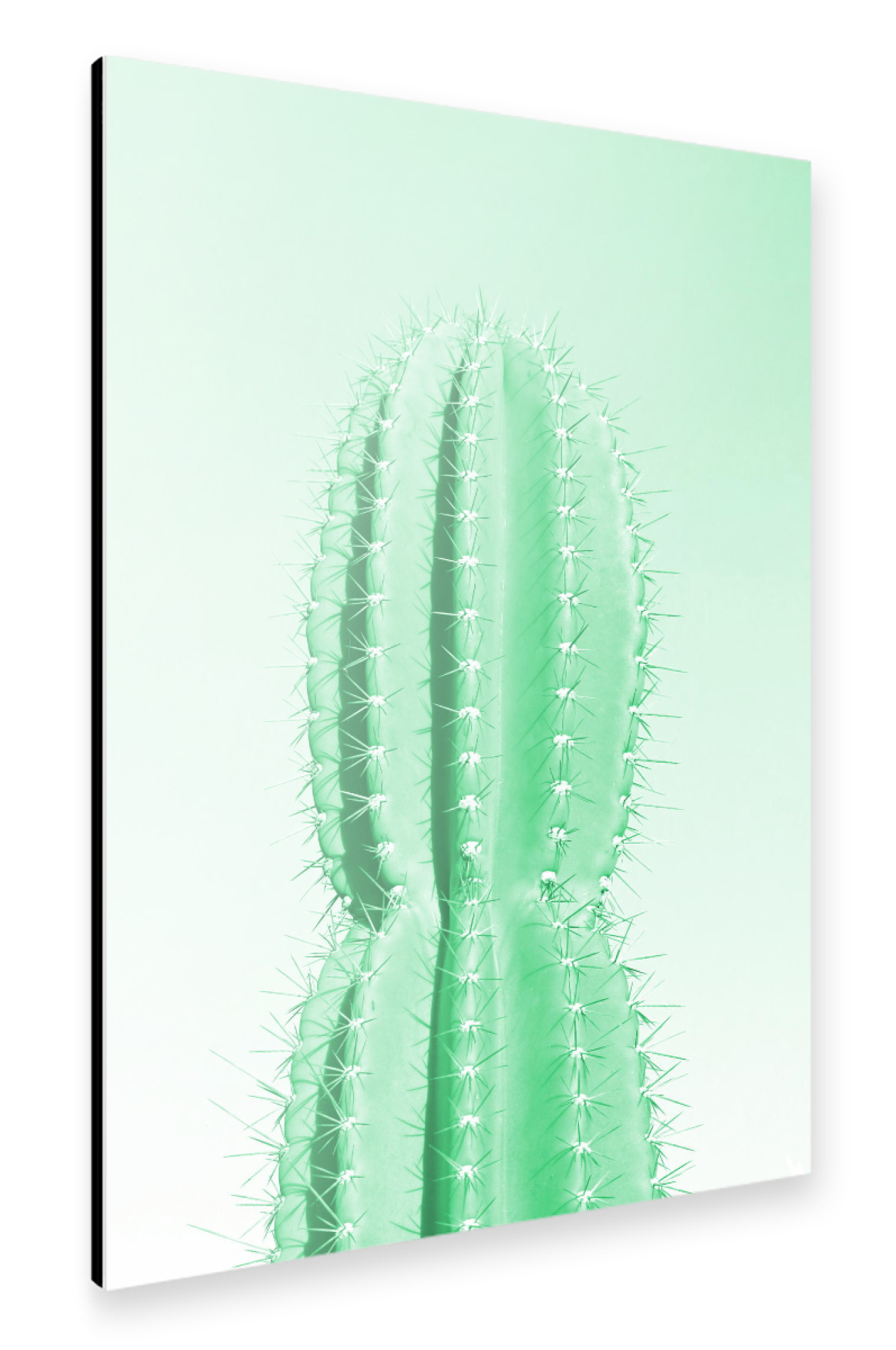 Alu-Dibond "Stacheliger Kaktus grün" 75x50 cm artboxONE