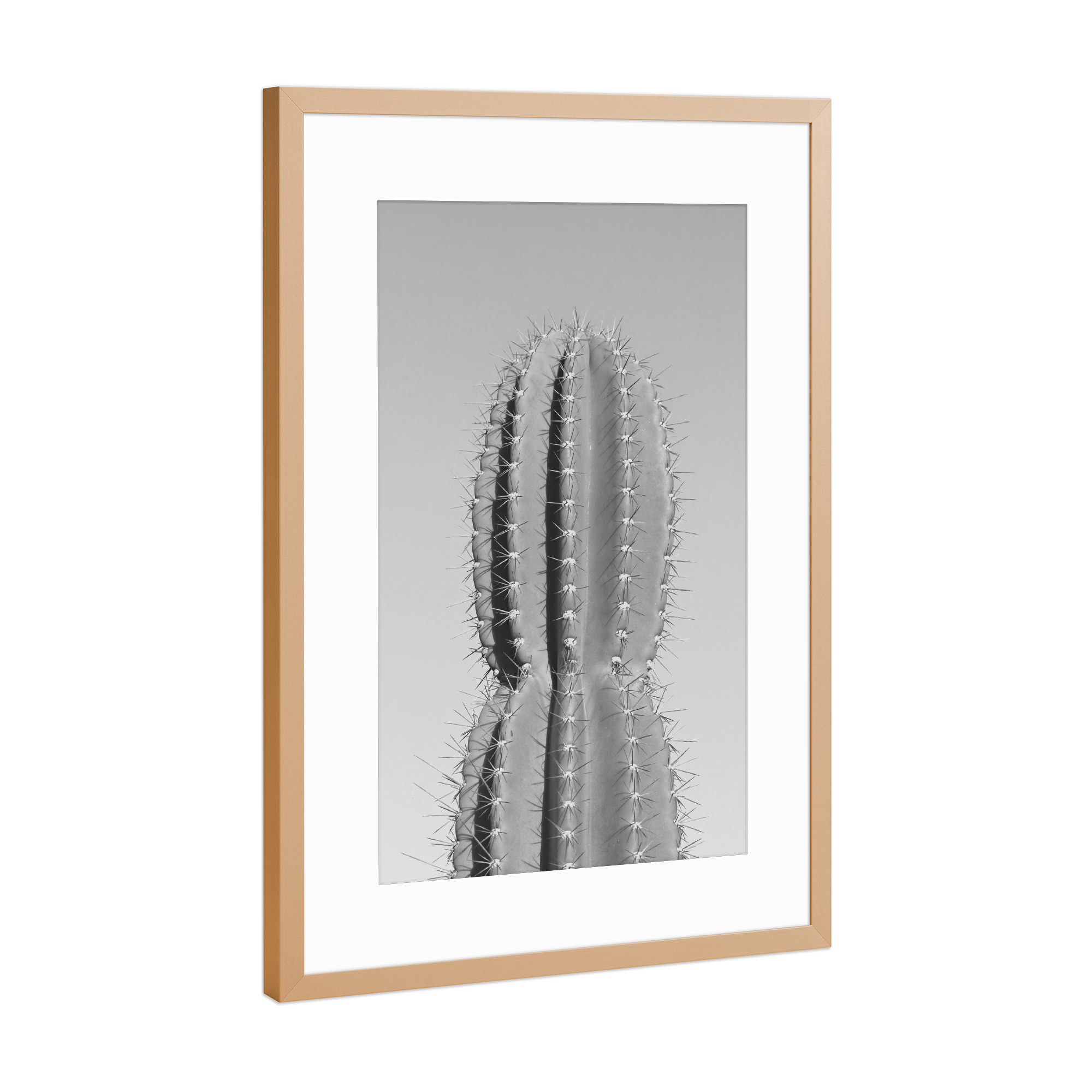 Poster mit Rahmen Kupfer "Stacheliger Kaktus grau" artboxONE - Natur,Schwarzweiß,Reise / Afrika - Kaktus