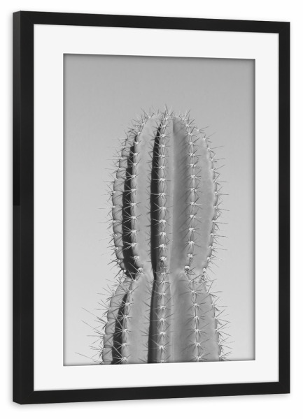 Poster mit Rahmen schwarz "Stacheliger Kaktus grau" artboxONE - Natur,Schwarzweiß,Reise / Afrika - Kaktus