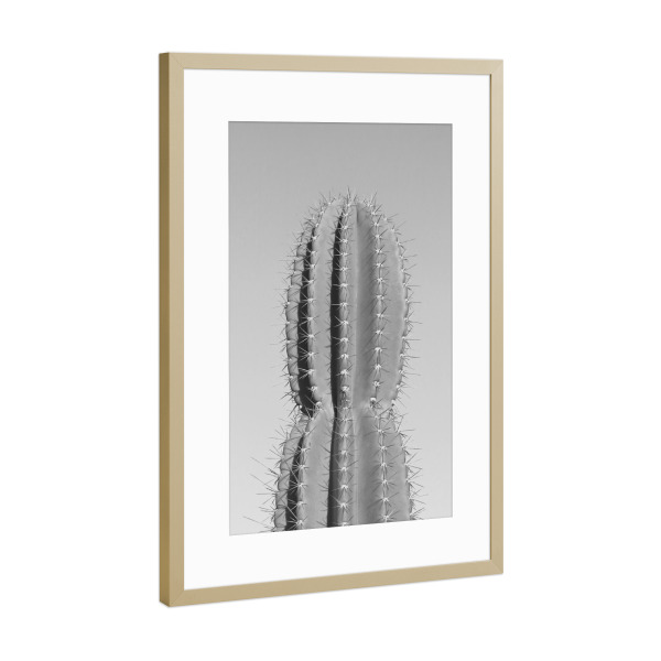 Poster mit Rahmen Gold "Stacheliger Kaktus grau" artboxONE - Natur,Schwarzweiß,Reise / Afrika - Kaktus
