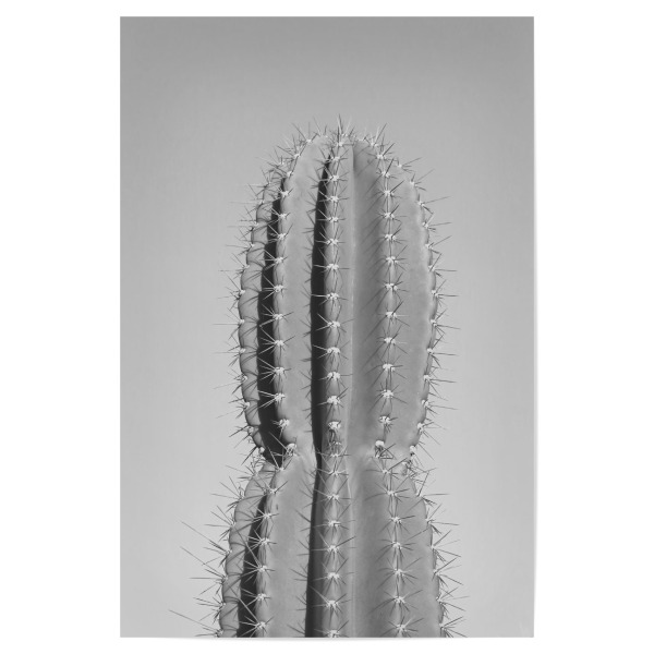 Poster "Stacheliger Kaktus grau" artboxONE - Natur,Schwarzweiß,Reise / Afrika - Kaktus