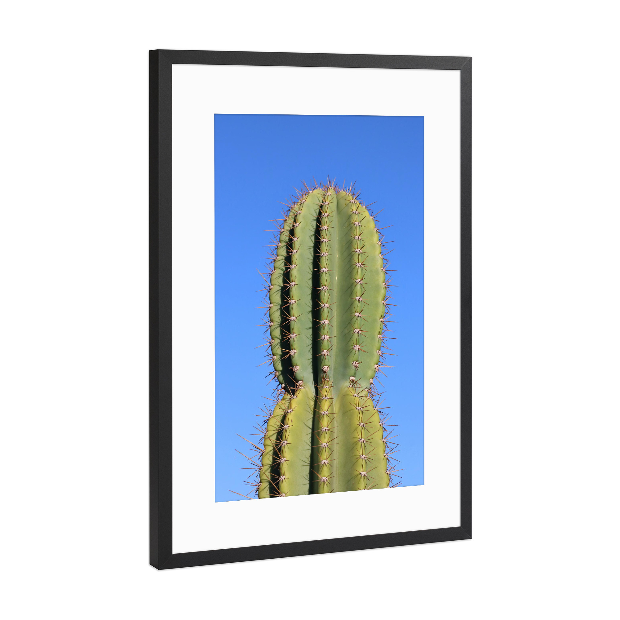 Poster mit Rahmen Schwarz (Metallic) "Stacheliger Kaktus" artboxONE - Natur,Reise / Afrika - Kaktus