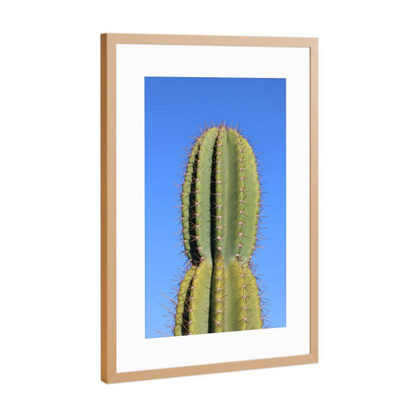 Poster mit Rahmen Kupfer "Stacheliger Kaktus" artboxONE - Natur,Reise / Afrika - Kaktus