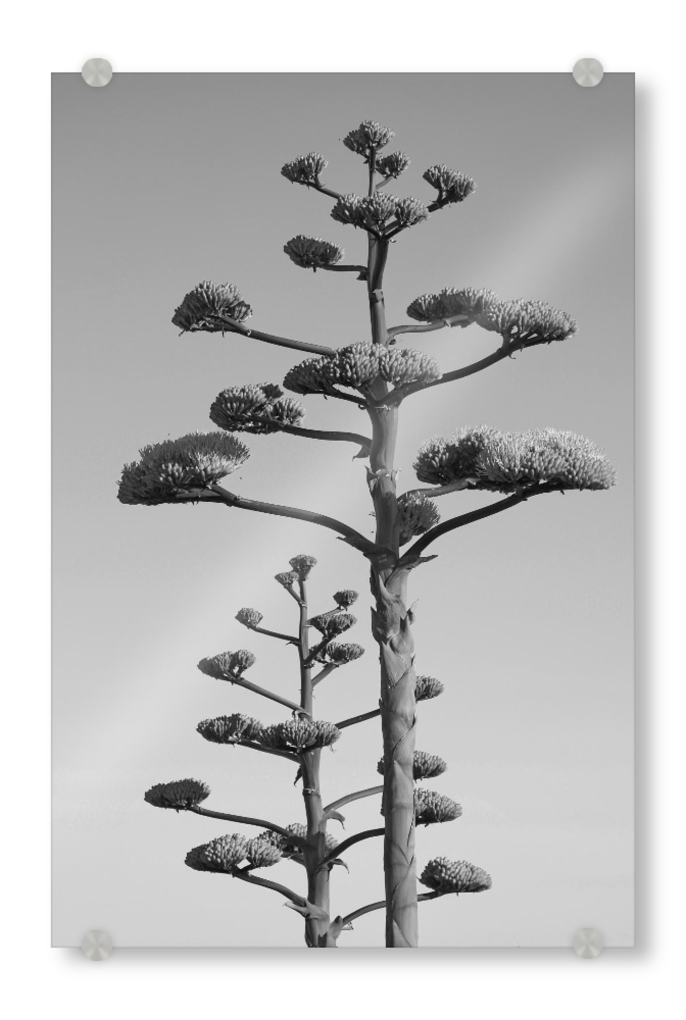 Acrylglasbild "Agave Blüten" artboxONE - Natur,Schwarzweiß,Reise / Afrika - Agave,Pflanze,Afrika