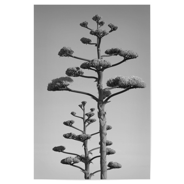 Poster "Agave Blüten" artboxONE - Natur,Schwarzweiß,Reise / Afrika - Agave,Pflanze,Afrika