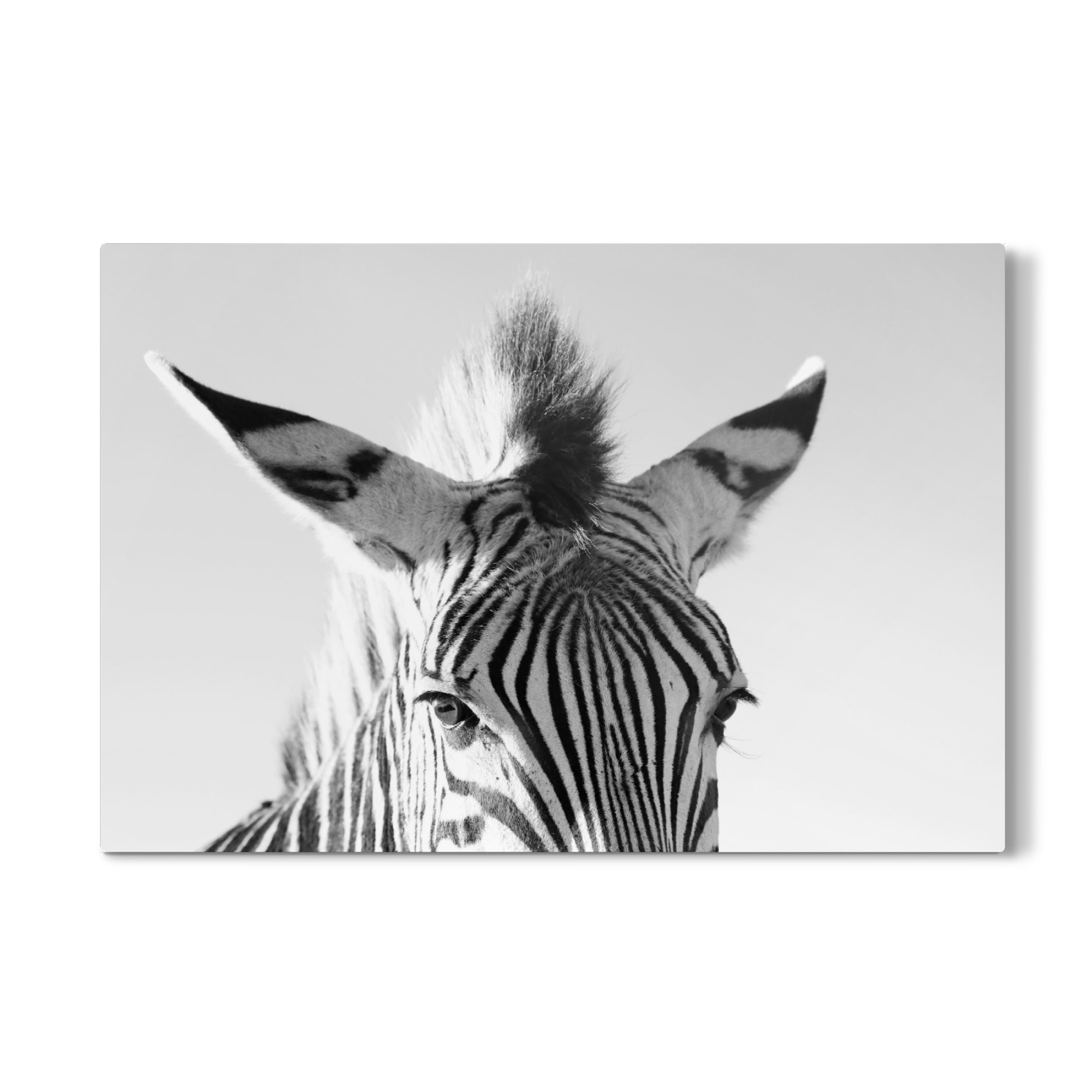 Galerie-Print "Berg Zebra Mohikaner" 30x20 cm artboxONE