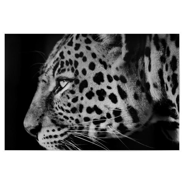 Poster "Leoparden Gesicht" artboxONE - Tiere,Schwarzweiß,Reise / Afrika - Leopard,Gesicht,Afrika