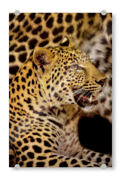 Acrylglasbild "Leopard Portrait digital-art" artboxONE - Tiere,Reise / Afrika - Leopard,Afrika