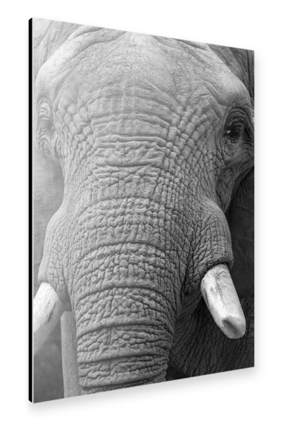 Alu-Dibond "Elefant Nahaufnahme" 30x20 cm artboxONE