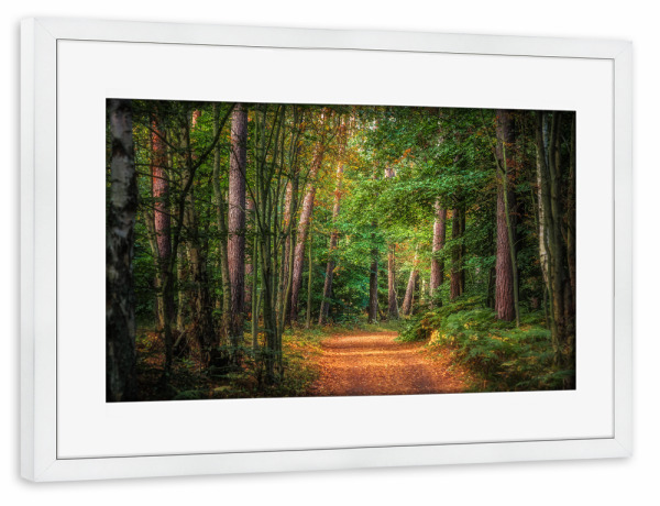 Poster mit Rahmen weiß "Leuchtender Pfad" artboxONE - Natur - Wald,Weg,Pfad