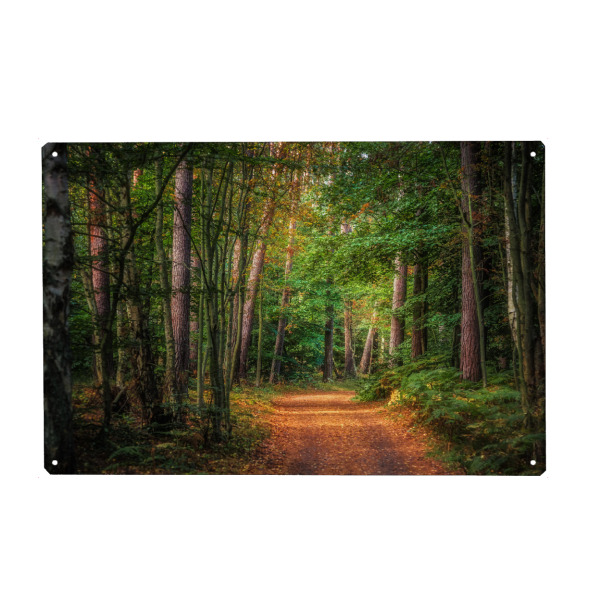 Metall Poster "Leuchtender Pfad" artboxONE - Natur - Wald,Weg,Pfad - Blechschild