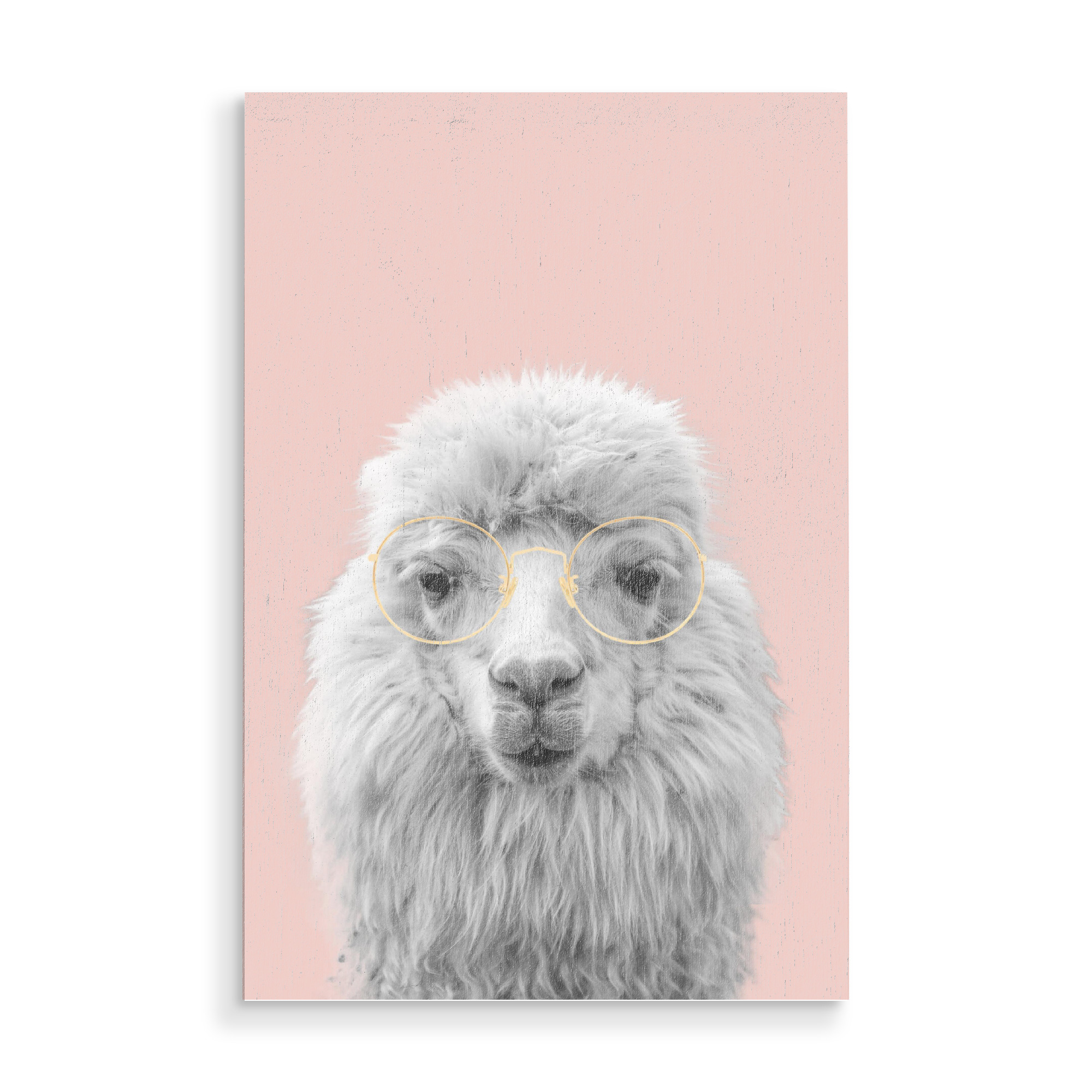 Holzbild "Stylish Alpaca" artboxONE - Tiere - Animal,Alpaca