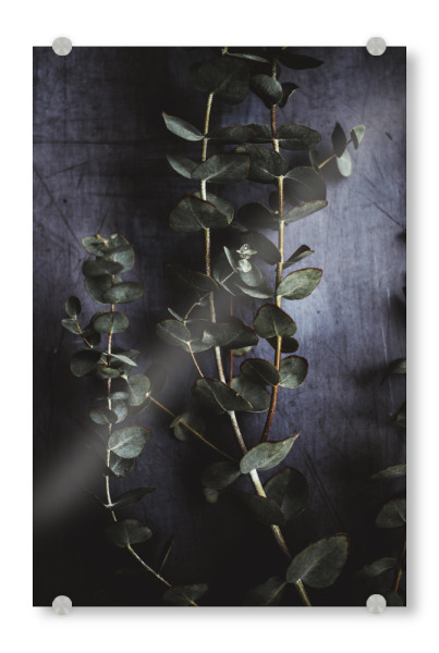 Acrylglasbild "Eucalyptus Leaves" artboxONE - Floral - Eukalyptus,Eukalyptusblatt,Botanisch