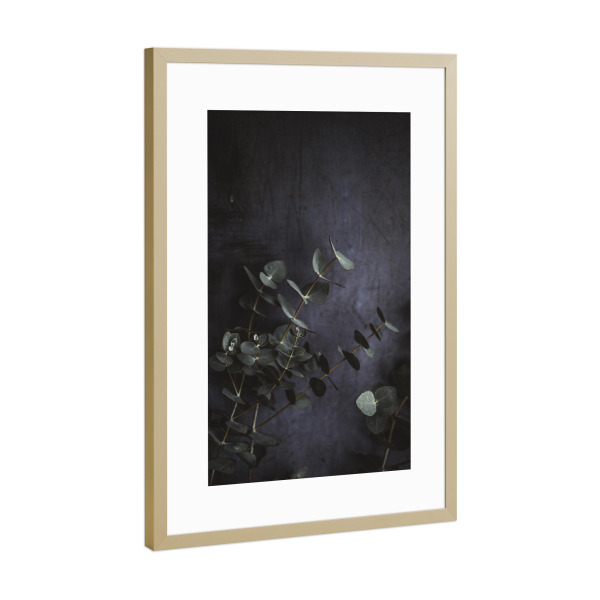 Poster mit Rahmen Gold "Eucalyptus leaves Photography" artboxONE - Floral - Eukalyptus,Eukalyptusblatt,Botanisch