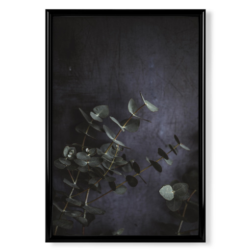 Eucalyptus leaves Photography