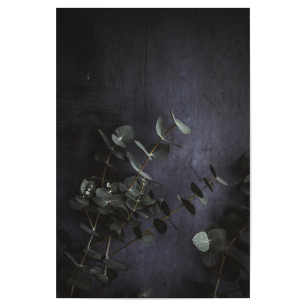 Poster "Eucalyptus leaves Photography" artboxONE - Floral - Eukalyptus,Eukalyptusblatt,Botanisch