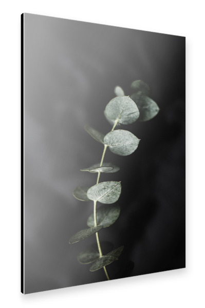 Alu-Dibond "Eucalyptus with black background" 30x20 cm artboxONE