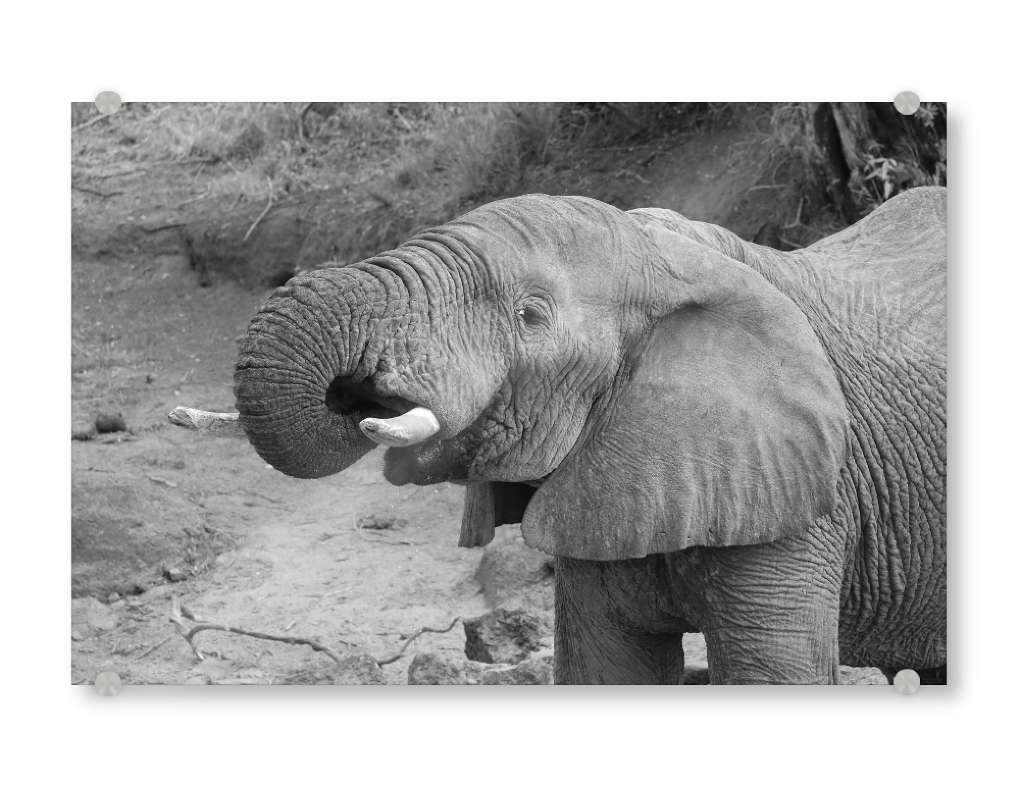 Acrylglasbild "Elefant trinkt" artboxONE - Tiere,Schwarzweiß,Reise / Afrika - Elefant,Afrika