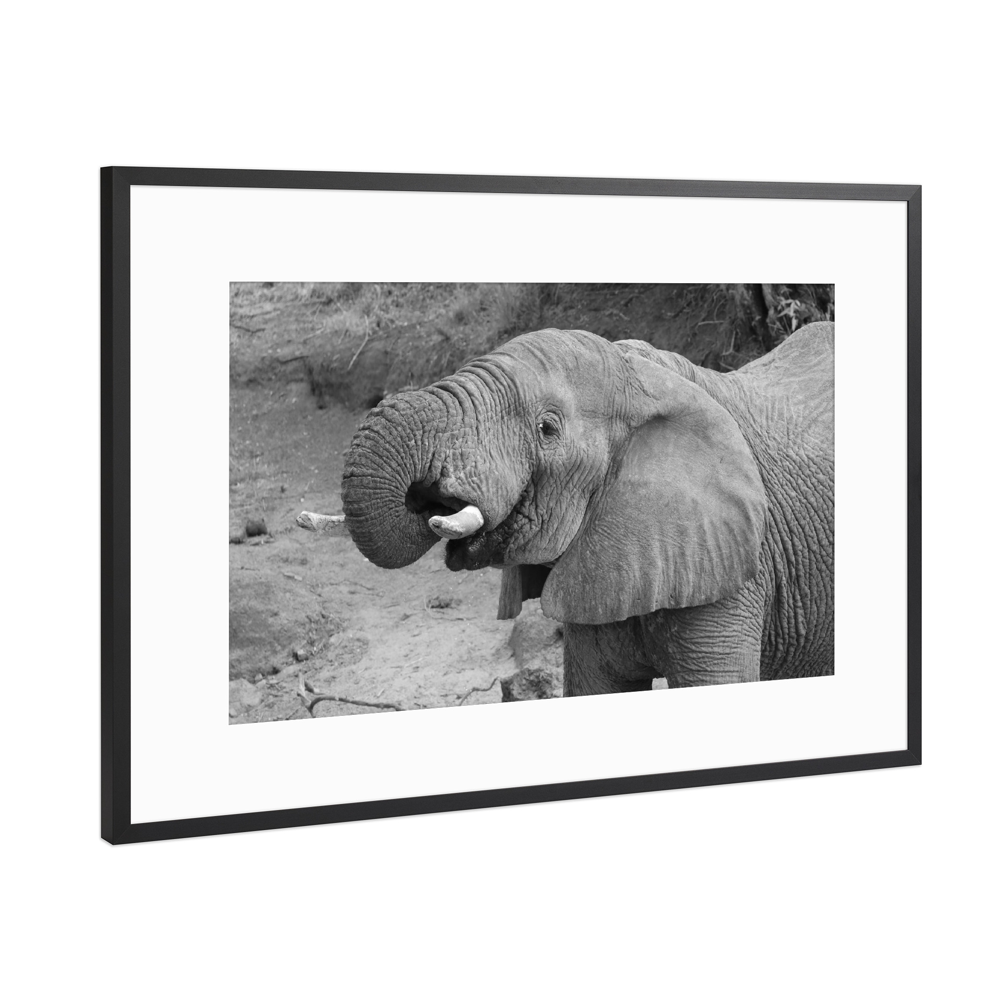 Poster mit Rahmen Schwarz (Metallic) "Elefant trinkt" artboxONE - Tiere,Schwarzweiß,Reise / Afrika - Elefant,Afrika