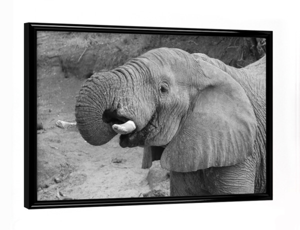 Poster mit schwarzem Rahmen "Elefant trinkt" artboxONE - Tiere,Schwarzweiß,Reise / Afrika - Elefant,Afrika