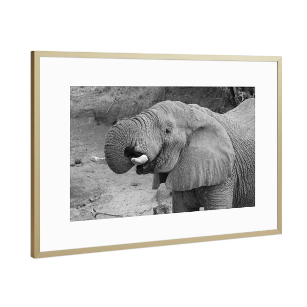 Poster mit Rahmen Gold "Elefant trinkt" artboxONE - Tiere,Schwarzweiß,Reise / Afrika - Elefant,Afrika