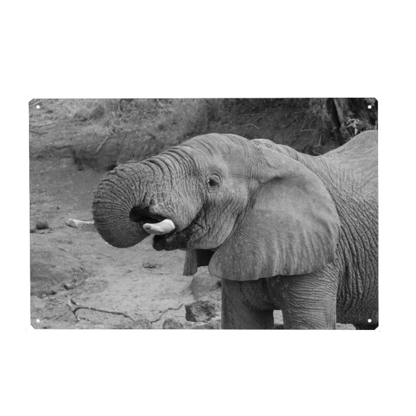 Holzbild "Elefant trinkt" artboxONE - Tiere,Schwarzweiß,Reise / Afrika - Elefant,Afrika