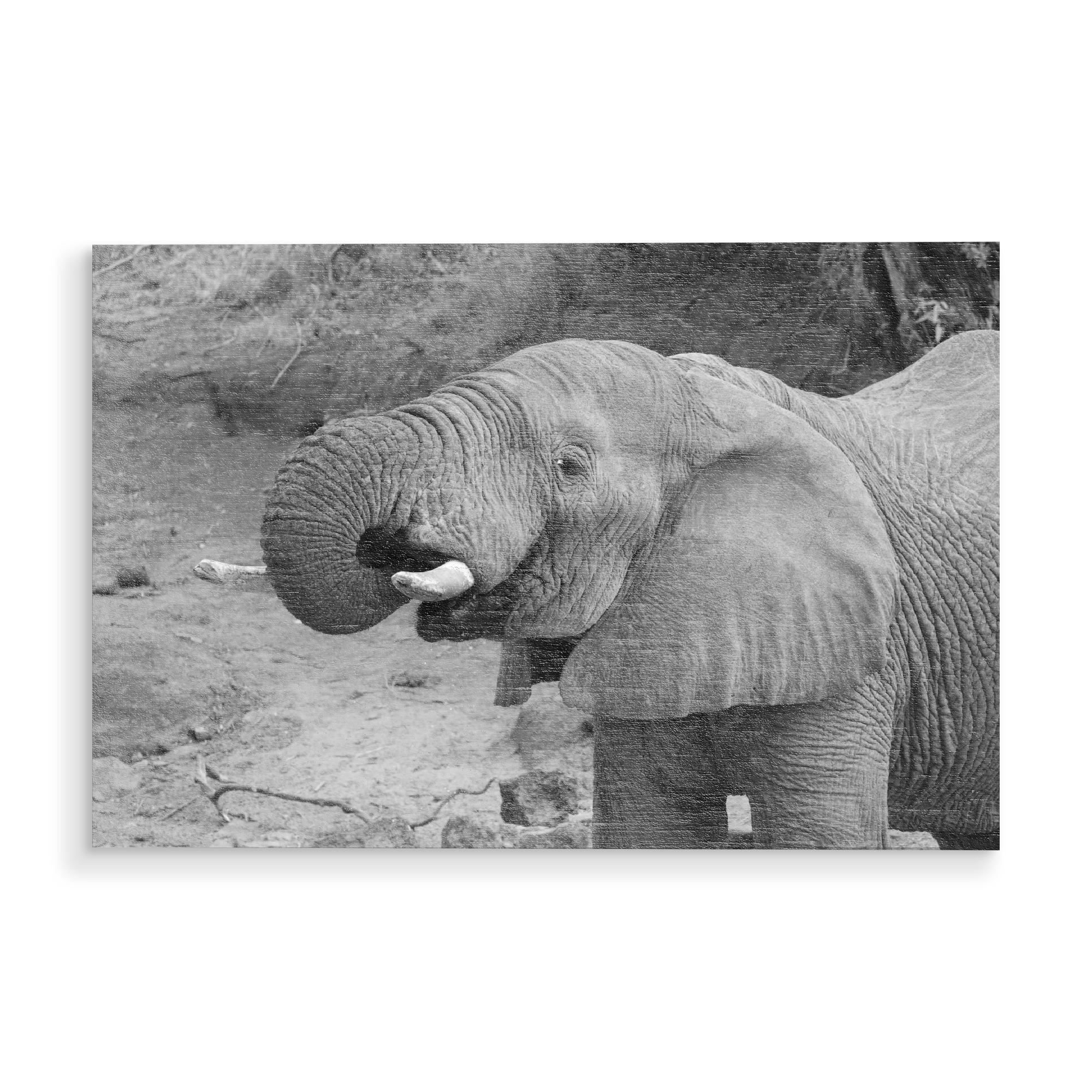 Holzbild "Elefant trinkt" artboxONE - Tiere,Schwarzweiß,Reise / Afrika - Elefant,Afrika