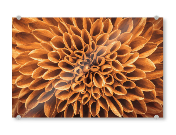 Acrylglasbild "Blume gold braun" artboxONE - Floral,Abstrakt - Pflanze,Pattern,Blüte