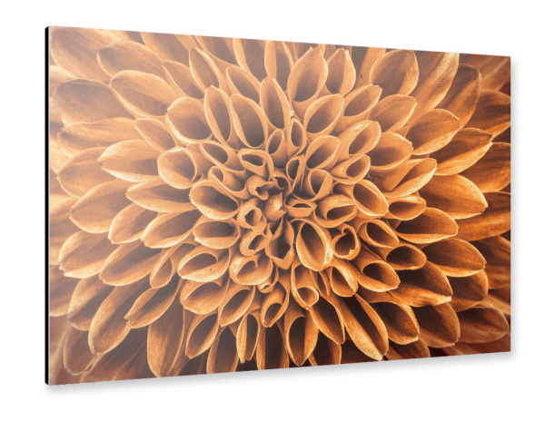 Alu-Dibond "Blume gold braun" 30x20 cm artboxONE