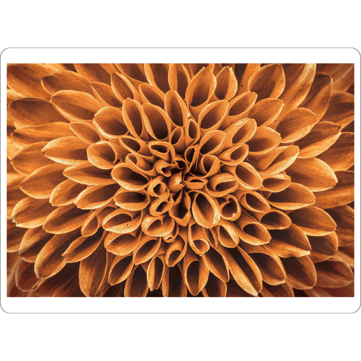 Tischset "Blume gold braun" artboxONE - Floral,Abstrakt - Pflanze,Pattern,Blüte - Bild pflanze