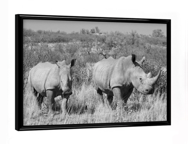 Poster mit schwarzem Rahmen "Rettet die Nashörner" artboxONE - Tiere,Schwarzweiß,Reise / Afrika - Nashorn,Afrika