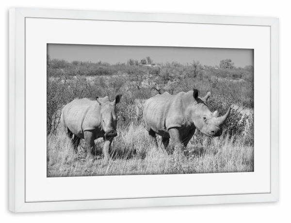 Poster mit Rahmen weiß "Rettet die Nashörner" artboxONE - Tiere,Schwarzweiß,Reise / Afrika - Nashorn,Afrika