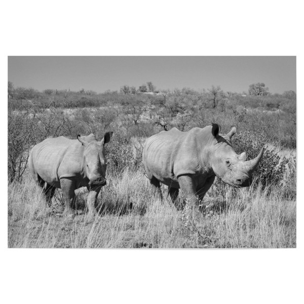Poster "Rettet die Nashörner" artboxONE - Tiere,Schwarzweiß,Reise / Afrika - Nashorn,Afrika