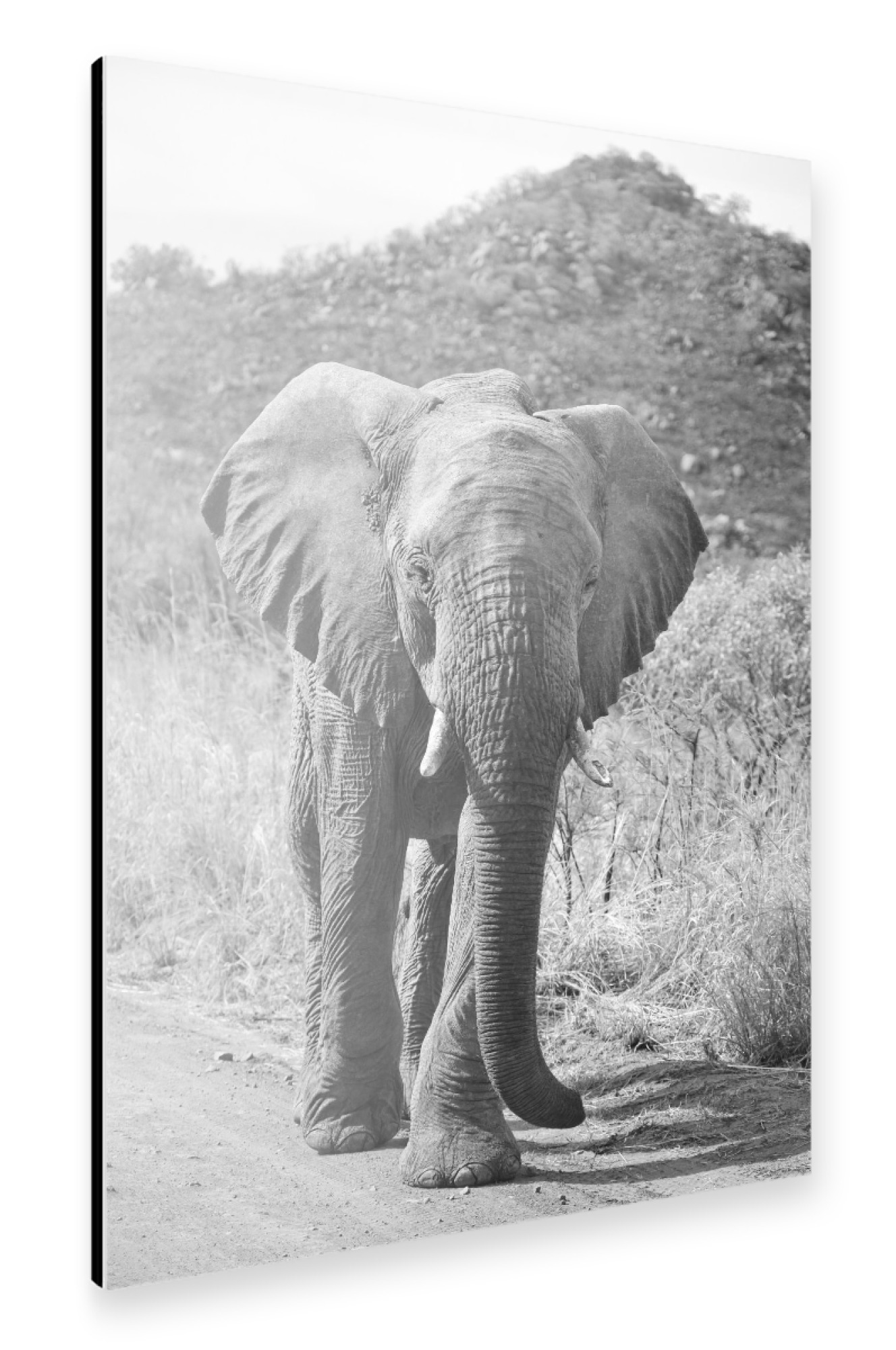 Alu-Dibond "Elefant Pila" 75x50 cm artboxONE