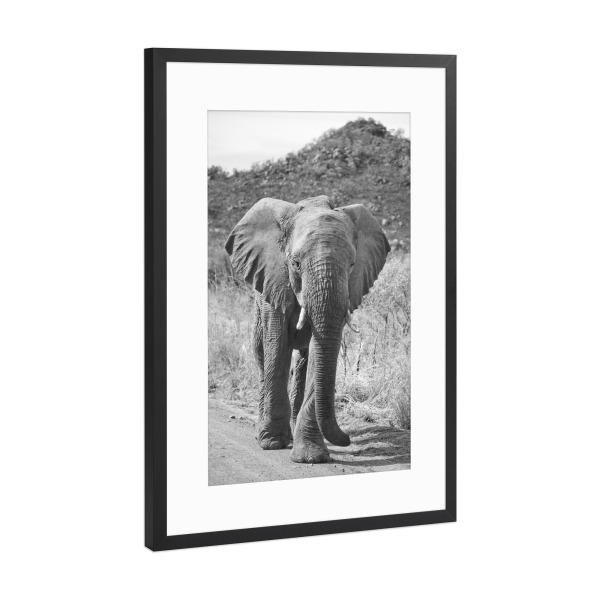 Poster mit Rahmen Schwarz (Metallic) "Elefant Pila" artboxONE - Tiere,Schwarzweiß,Reise / Afrika - Elefant,Afrika