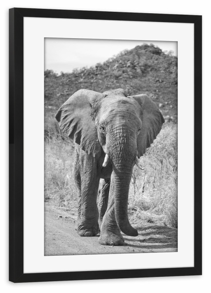 Poster mit Rahmen schwarz "Elefant Pila" artboxONE - Tiere,Schwarzweiß,Reise / Afrika - Elefant,Afrika