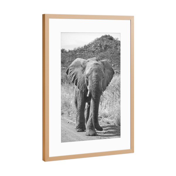 Poster mit Rahmen Kupfer "Elefant Pila" artboxONE - Tiere,Schwarzweiß,Reise / Afrika - Elefant,Afrika