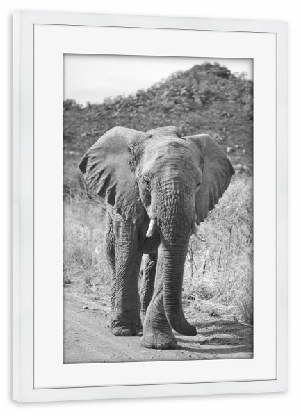 Poster mit Rahmen weiß "Elefant Pila" artboxONE - Tiere,Schwarzweiß,Reise / Afrika - Elefant,Afrika