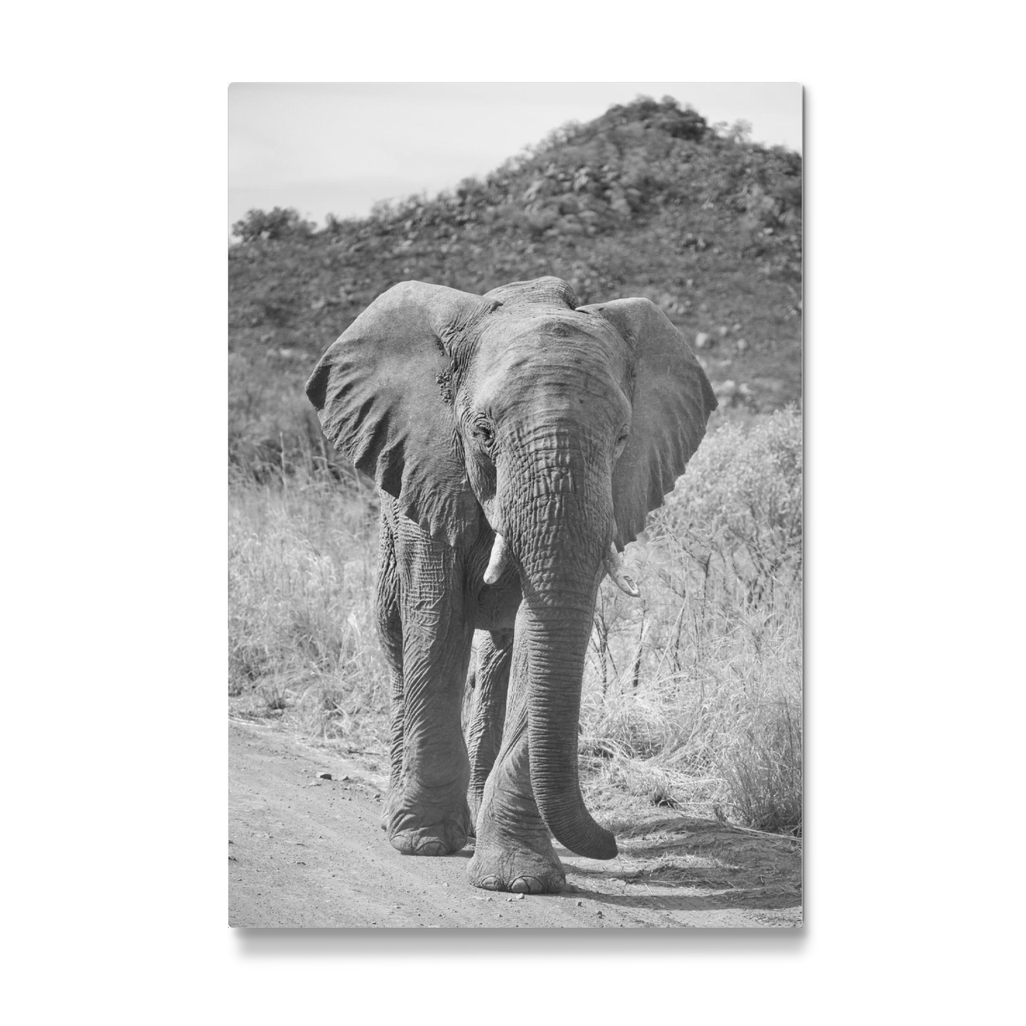 Galerie-Print "Elefant Pila" 75x50 cm artboxONE