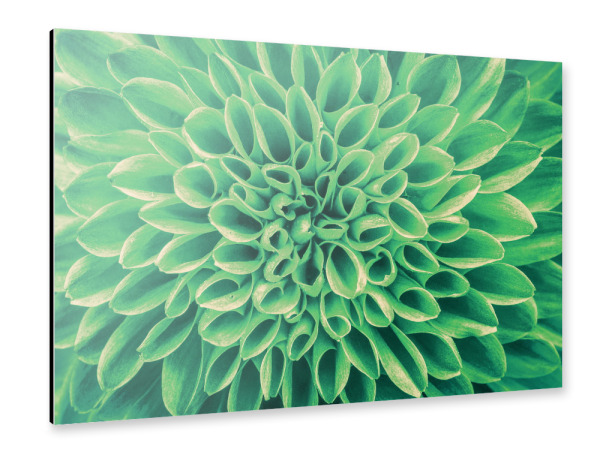 Alu-Dibond "Blume mint grün" 30x20 cm artboxONE