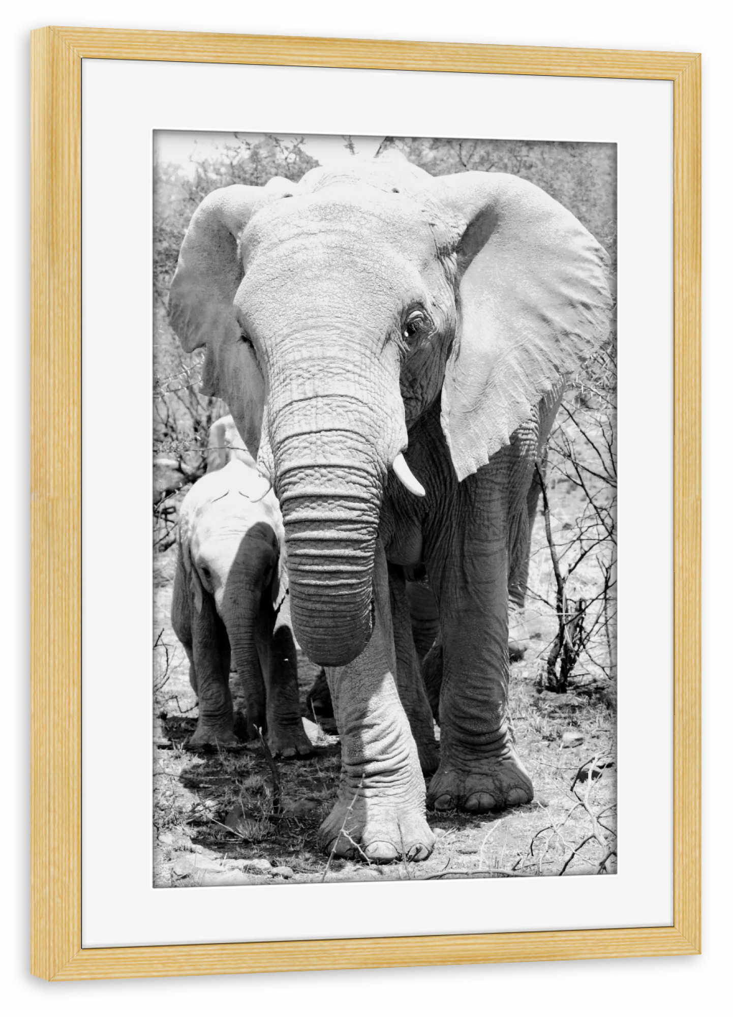 Poster mit Rahmen kiefer "Elefant mit Baby" artboxONE - Tiere,Schwarzweiß,Reise / Afrika - Elefant,Elefantenbaby,Afrika