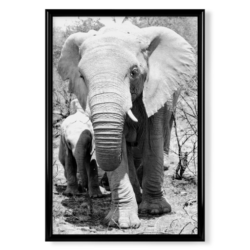 Elefant mit Baby