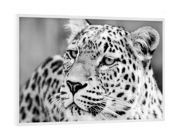 Poster mit weißem Rahmen "Leoparden Portrait schwarzweiß" artboxONE - Tiere,Schwarzweiß,Reise / Afrika - Leopard,Afrika