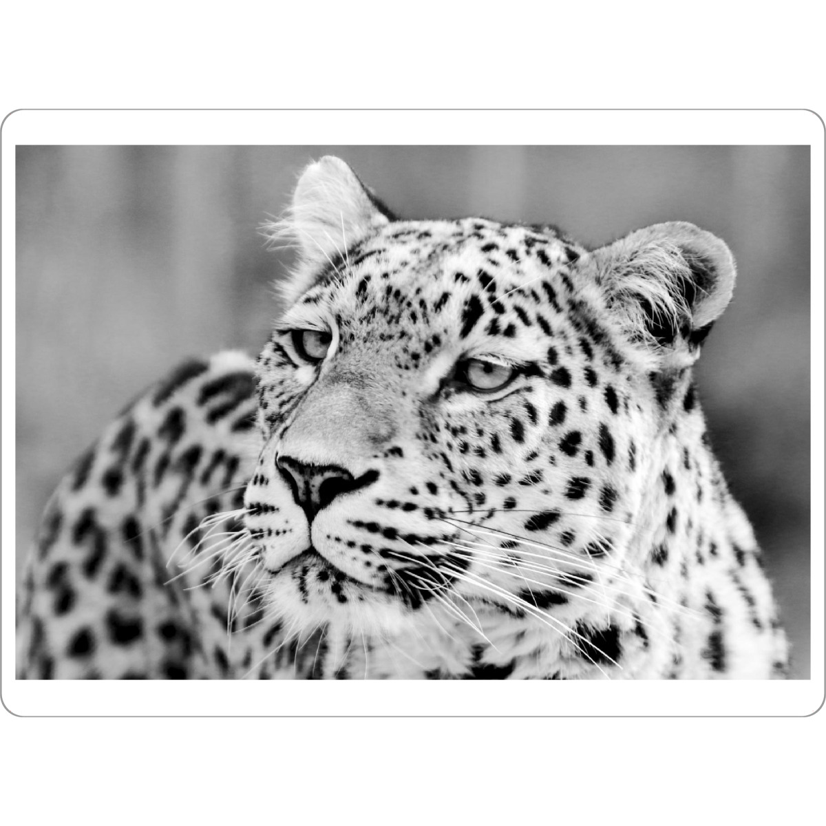 Tischset "Leoparden Portrait schwarzweiß" artboxONE - Tiere,Schwarzweiß,Reise / Afrika - Leopard,Afrika - Bild leopard