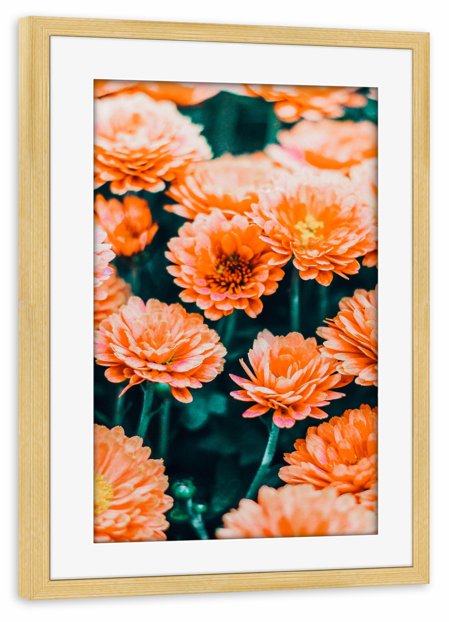 Poster mit Rahmen kiefer "February" artboxONE - Floral - Flower,Blossom