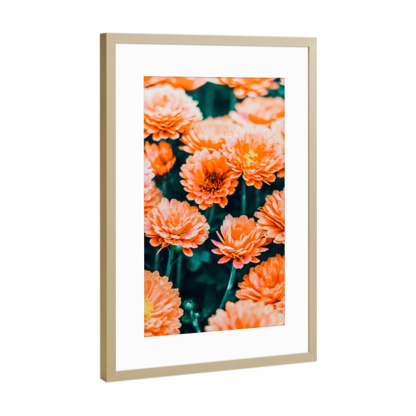 Poster mit Rahmen Gold "February" artboxONE - Floral - Flower,Blossom