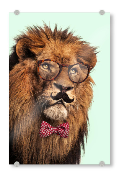 Acrylglasbild "MOUSTACHE LION" artboxONE - Tiere,Lustig - Lion,Surreal,Mustache,Glasses,Hipster